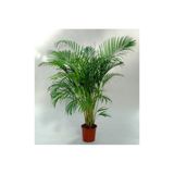 Bitkim Sende Areka Palmiyesi 100 -120CM Areka-Palmiyesi