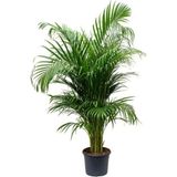 Bitkim Sende Areka Palmiyesi 130-150 Cm. Ev - Ofis - Salon Palmiyesi