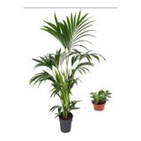 Bitkim Sende Areka Palmiyesi 20-40 cm, Para Ağacı Bitkisi Hediyeli, Saksılı İç Mekan Ofis Bitkisi
