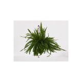 Bitkim Sende Aşk Merdiveni Askılı Nephrolepis 30-40 cm