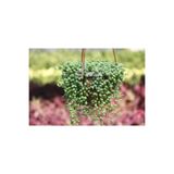 Bitkim Sende Askılı Tesbih Çiçeği Fidanı, 15-25 cm, Saksılı, Senecio Rowleysanus