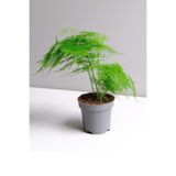 Bitkim Sende Asparagus Setaceus Kuşkonmaz Mini, 20 cm, Yeşil, İç Mekan Bitkisi