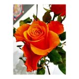 Bitkim Sende Avantajlı Kokulu Turuncu Bulgar Gülü Fidanı 1 Adet Saksılı 40- 60 Cm Bahçe Bitkisi (BULGAR ROSE)