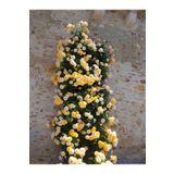 Bitkim Sende Avantajlı Sarı Sarmaşık Gül Fidanı Kokulu (90 140 CM)1 Adet Tüplü Aşılı Gül Yellow Rose
