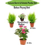 Bitkim Sende Bahçe Seti 2 Adet Limon Servi Çamı+1 Adet Pembe Gül+Hediye Mezem Çiçeği