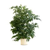Bitkim Sende Benjamin Çiçeği Fidanı, 50-70 cm, Saksılı, Ficus Benjamina