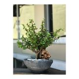 Bitkim Sende Bereket Çiçeği Portulacaria Afra Saksılı Canlı Bitki, 15-25 cm, Kolay Bakım