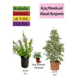Bitkim Sende Beyaz Alacalı Benjamin Bitkisi, Ağaç Menekşesi (Duranta), Mezem Çiçeği Hediyeli, 3'lü Set