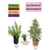 Bitkim Sende Beyaz Alacalı Benjamin Bitkisi, Ağaç Menekşesi (Duranta), Mezem Çiçeği Hediyeli, 3'lü Set