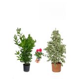 Bitkim Sende Beyaz Alacalı Benjamin Bitkisi, Defne Çalısı, Gül Fidanı, 3'lü Set