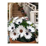 Bitkim Sende Beyaz Bodrum Papatyası Çiçeği Fidanı, 20-35 cm, Saksılı