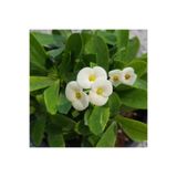 Bitkim Sende Beyaz Euphorbia Milii, Dikenler Tacı, Küçük Saksıda, İthal Orijinal