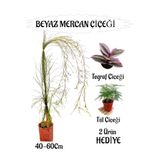 Bitkim Sende Beyaz Mercan Çiçeği, 40-60 cm, Tül Çiçeği Hediye, Bahçe Teras Bitkisi