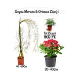 Bitkim Sende Beyaz Mercan Çiçeği, Kırmızı Ortanca Çiçeği Sakılı, Tül Çiçeği Hediye, Teras Bitkisi Seti