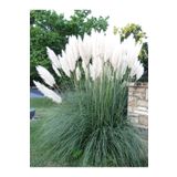 Bitkim Sende Beyaz Pampas Saz Çiçeği Fidanı Saksılı 60-80 Cm Bahçe Bitkisi ( Pampas)