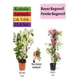 Bitkim Sende Beyaz Pembe Begonvil Buz Çiçeği Hediyeli, 50-80 cm, Çok Renkli