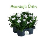 Bitkim Sende Bodur Beyaz Kokulu Karanfil Çiçeği, 4 Adet, 15-25 cm, Saksılı