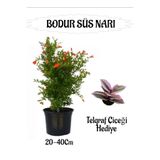 Bitkim Sende Bodur Süs Narı Fidanı Saksılı, 20-40 cm, Telgraf Çiçeği Hediyeli Bahçe Peyzaj Seti