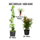 Bitkim Sende Böğürtlen Meyve Fidanı 1 Adet Bodur Süs Narı Fidanı 1 Adet Kurdele Çiçeği Hediye