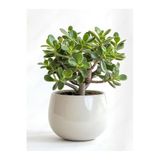 Bitkim Sende Bonsai Formlu Crassula Ovata Para Bereket Ağacı, Canlı Saksıda, Ev Ofis Dekoratif Salon Bitkisi