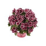 Bitkim Sende Bordo Ceylan Gözü Sardunya Çiçeği Fidanı, 10-20 cm