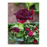 Bitkim Sende Bordo Yediveren Kokulu Gül Fidanı, 25-50 cm, 2 Adet, Saksılı Aşılı Burgundy Rose