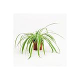 Bitkim Sende Büyük Boy Kurdele Çiçeği Chlorophytum Comosum Variegatum, İç Mekan Bitkileri