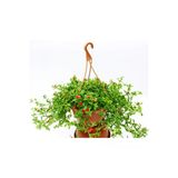 Bitkim Sende Buz Çiçeği Aptenia Cordifolia, Askılı Saksıda, Hediyelik