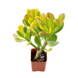 Bitkim Sende Canlı Crassula Ovata (15-30 cm), Yeşim Para Çiçeği, Yeşil