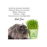Bitkim Sende Canlı Filizli Kedi Otu & Çimi, Saksıda, Doğal Yeşillik