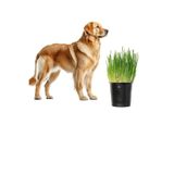Bitkim Sende Canlı Filizli Köpek Çimi, Köpekler İçin Saksıda Otu, Yeşil