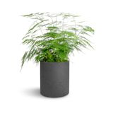 Bitkim Sende Canlı Formlu Tül Kuşkonmaz Salon Çiçeği, 15-30 cm, Asparagus Setaceus