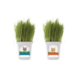 Bitkim Sende Canlı Saksıda Kedi Otu, Filizli 15-20 cm Yeşillik, 2 Adet, 8,5 Luk Saksı