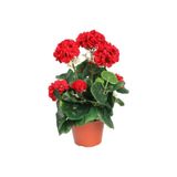 Bitkim Sende Canlı Saksılı Sardunya Çiçek Fidanı, Kırmızı, 10-20 cm