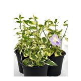 Bitkim Sende Cezayir Menekşesi Alacalı Büyük Çiçekli Vinca major Variegata Saksıda