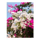 Bitkim Sende Çift Renkli Pembe Beyaz Begonvil (40 60 Cm)1 Adet Tüplü Iç/ Dış Mekan Bitki Bougainvillea