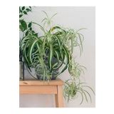 Bitkim Sende Çok Avantajlı Kurdele Çiçeği Büyük Bol Köklü Iç Mekan Bitkisi (chlorophytum Comosum) 30-50cm