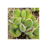Bitkim Sende Cotyledon Tomentosa Sukulent Bitki, Ayı Pençesi, Yeşil, 5.5 cm Saksı