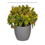 Bitkim Sende Crassula Ovata Kırmızı Uçlu Yapraklı, 15-25cm, Saksılı Para Çiçeği