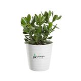 Bitkim Sende Crassula Ovata Para Bitkisi, Yeşim Ağacı, 15-25 cm, Saksılı
