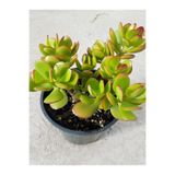 Bitkim Sende Crassula Ovata Para Çiçeği, Minimal Bakım, 15-25 cm, Saksılı Canlı Bitki