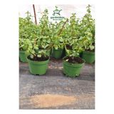 Bitkim Sende Dekoratif Canlı Bitki Yeşim Çiçeği, 8.5 Saksı, 10-15 cm, 1 Adet