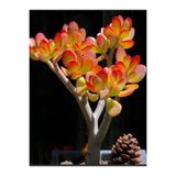 Bitkim Sende Dekoratif Crassula Ovata Sunset Sukulent Bitki, 15-25 cm, Saksılı