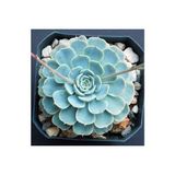 Bitkim Sende Dev Boy Xxl Echeveria Glauca (Aşkın Gözyaşı) Sukulent Bitki