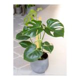 Bitkim Sende Deve Tabanı Monstera Deliciosa 30-50 cm Küçük Boy