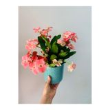 Bitkim Sende Dikenler Tacı 15-45 cm Saksılı Kaktüs Euphorbia