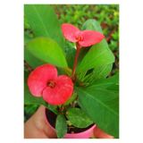 Bitkim Sende Dikenler Tacı (Euphorbia), 10-40 cm, Saksılı, Pembe Çiçekli