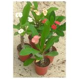 Bitkim Sende Dikenler Tacı (Euphorbia), 15-25 cm, Saksılı, 4 Adet Farklı Renk
