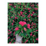 Bitkim Sende Dikenler Tacı Kırmızı Çiçekli Saksılı 20-30cm Salon Bitkisi, Euphorbia