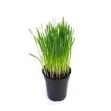 Bitkim Sende Doğal Kedi Çimi & Otu Saksıda – 15-20 cm Filizli Taze Yeşillik